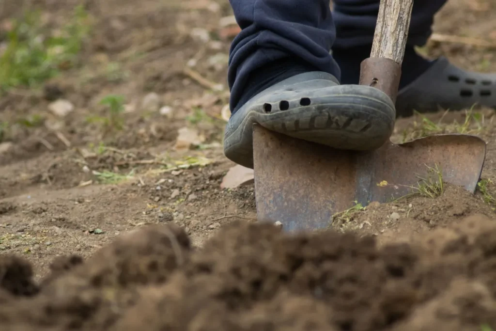 Jonge boom wordt in een plantgat in de tuin geplant met een schep
