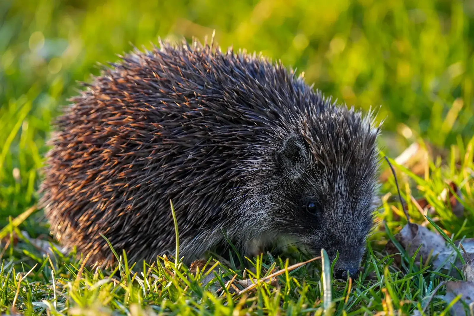 Egel in de tuin die door het gras loopt