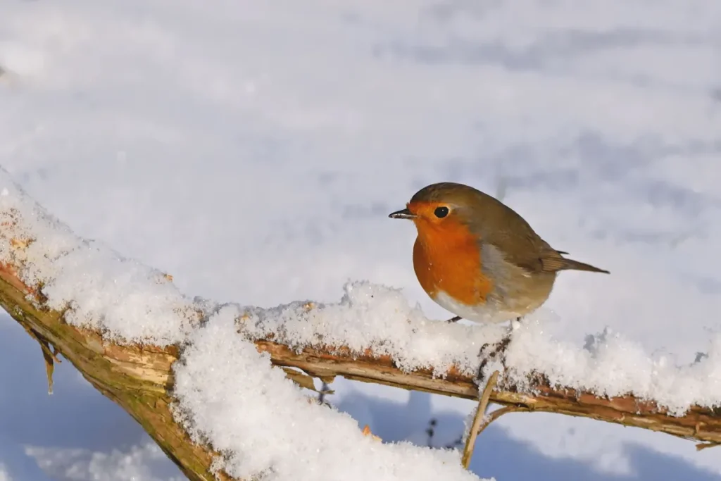 Roodborst op een besneeuwde tak in de wintertuin