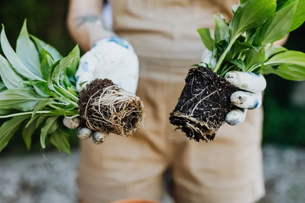 Vaste planten met kluit, klaar om in het najaar te planten