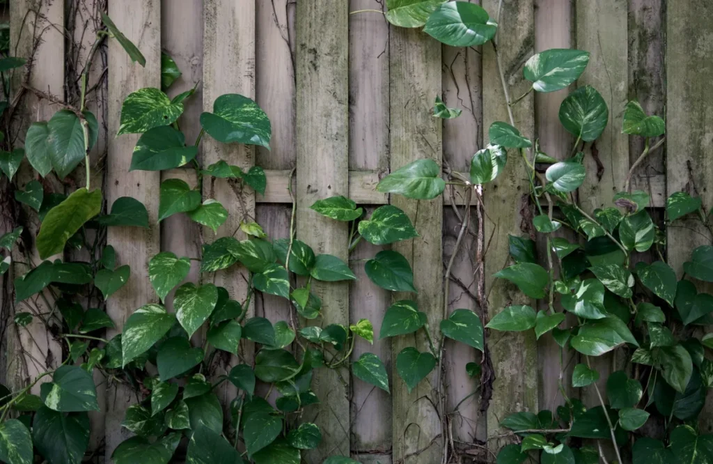 Groene wand met planten tegen een schutting als idee voor een kleine tuin