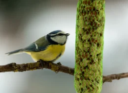 Pimpelmees op een tak, een van de bekendste vogels in de tuin in de winter