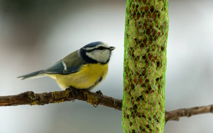Pimpelmees op een tak, een van de bekendste vogels in de tuin in de winter