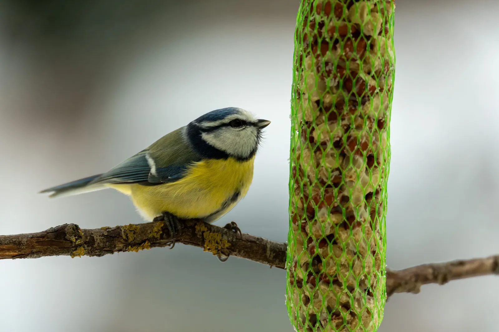 Pimpelmees op een tak, een van de bekendste vogels in de tuin in de winter