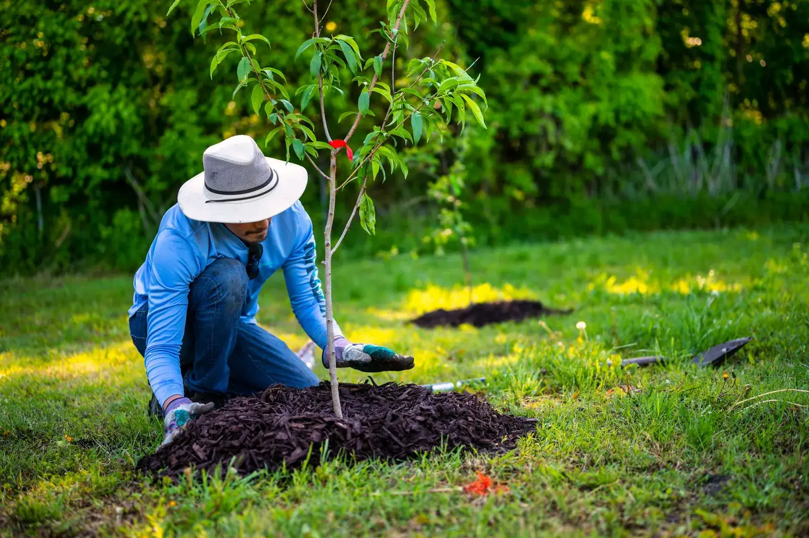 Hand strooit mestkorrels over de tuin om de tuin te bemesten